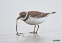 Charadrius semipalmatus